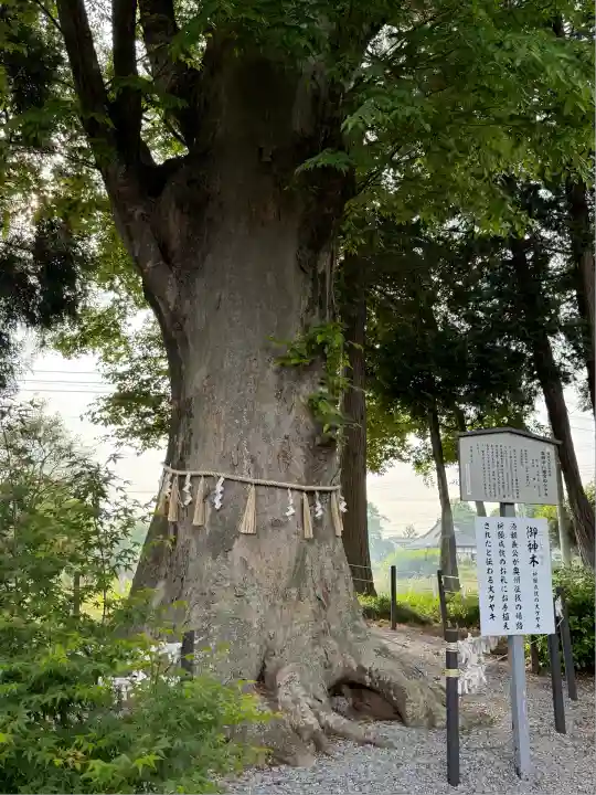 薬師寺八幡宮(栃木県)
