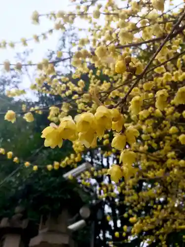 道明寺天満宮の自然