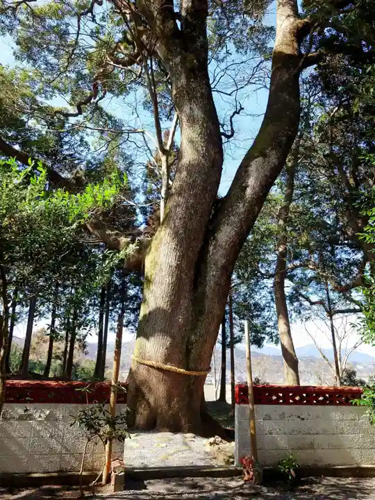 妻垣神社(大分県)