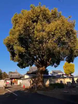 真言宗　善通寺派　薬王寺(香川県)