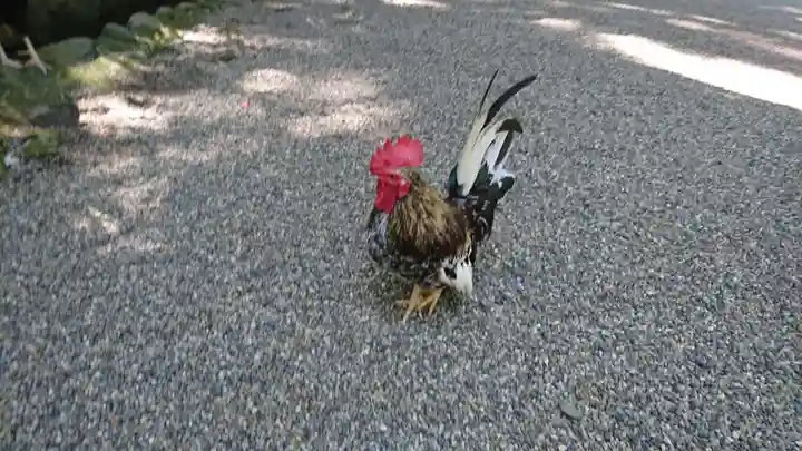 石上神宮の動物