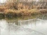 鞆江神社(明地)(愛知県)