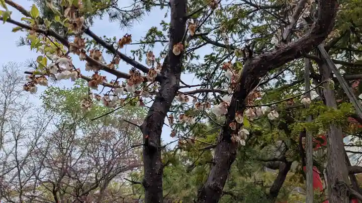 彌彦神社 (伊夜日子神社)の自然
