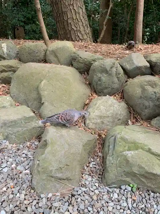 寒川神社の動物