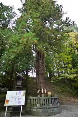 諏訪大社下社春宮(長野県)