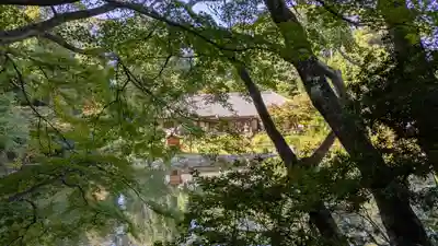 浄瑠璃寺(京都府)