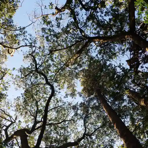 白幡神社の自然