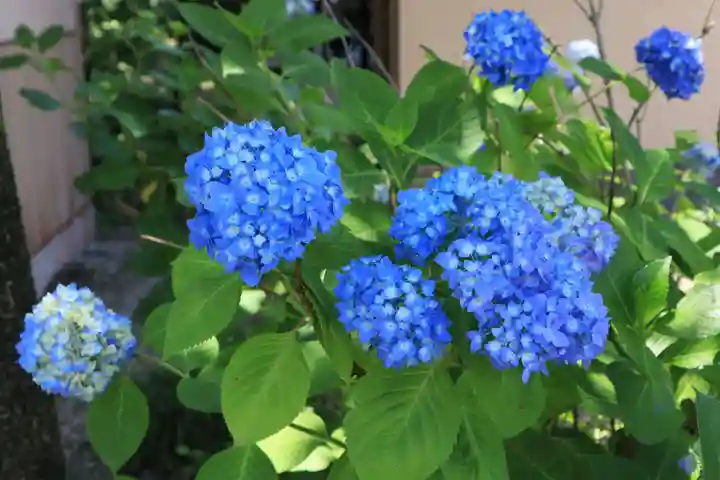 高麗神社の自然