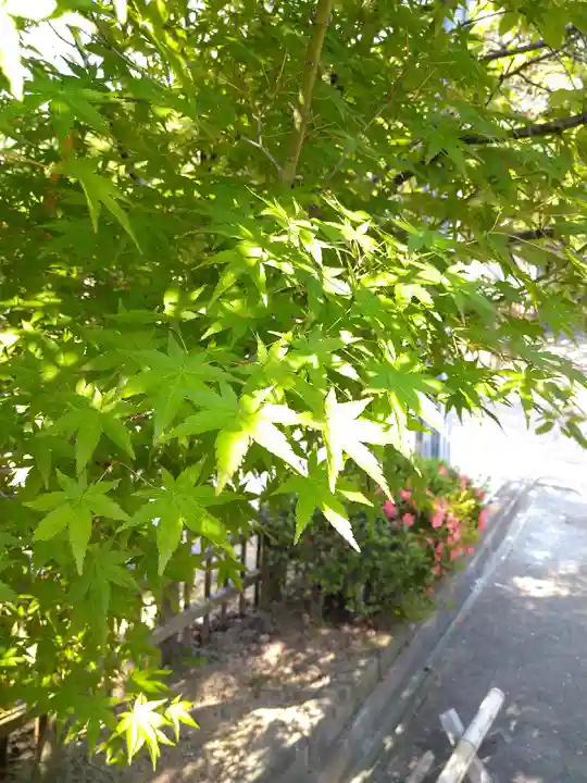 阿智神社の自然