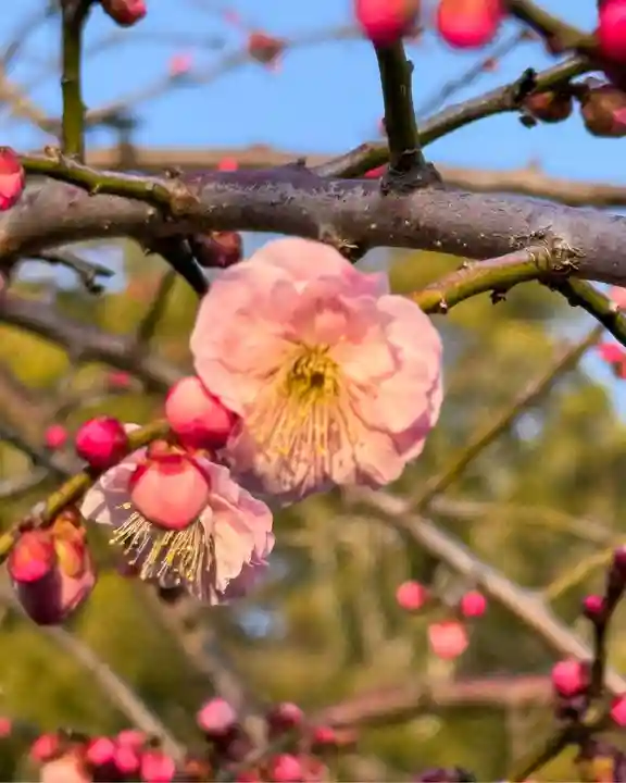 伊勢の国 四天王寺(三重県)