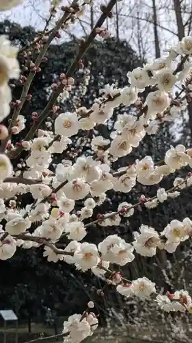 半木神社（賀茂別雷神社境外末社）(京都府)