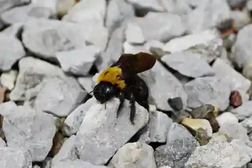 蓮久寺(千葉県)