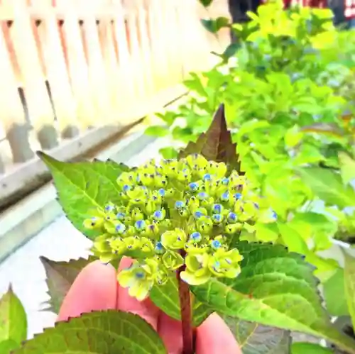 十日恵比須神社(福岡県)