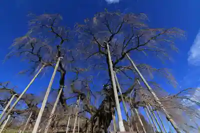 瀧桜神明宮の自然