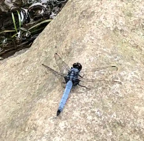 田無神社の動物