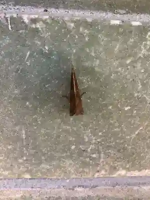 富部神社(愛知県)