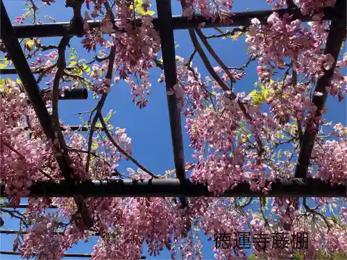 徳運寺(長野県)