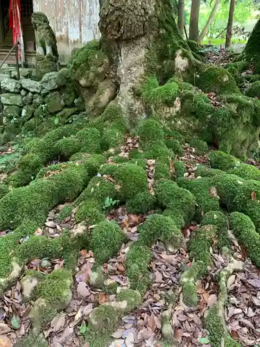 白石神社（若狭彦神社境外末社）の自然