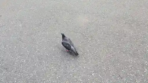 五條天神社の動物