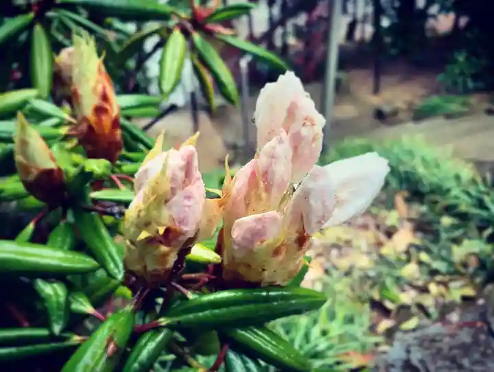 滑川神社 - 仕事と子どもの守り神の自然
