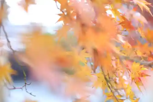 宇治神社の自然
