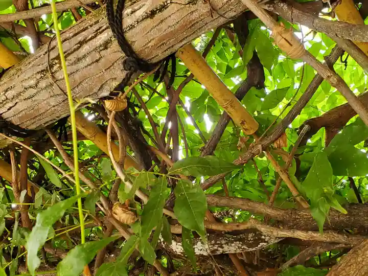 熊野神社の自然