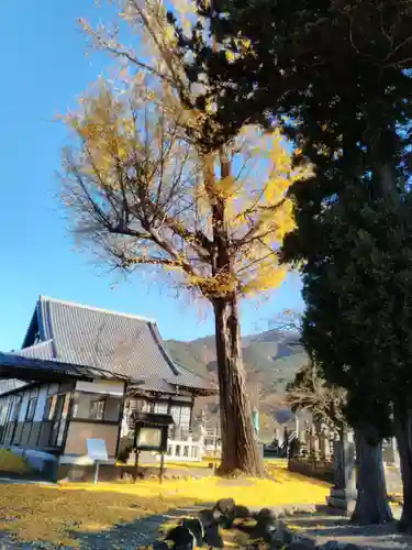 遠照寺の庭園