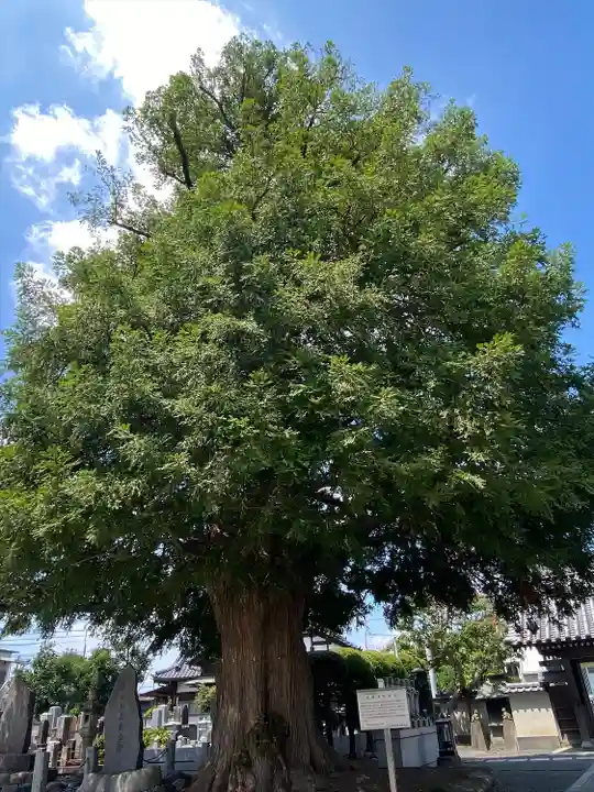 石田寺(東京都)