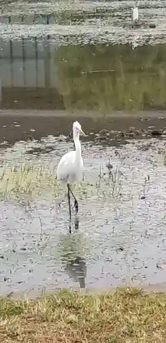 花之木稲荷神社の動物