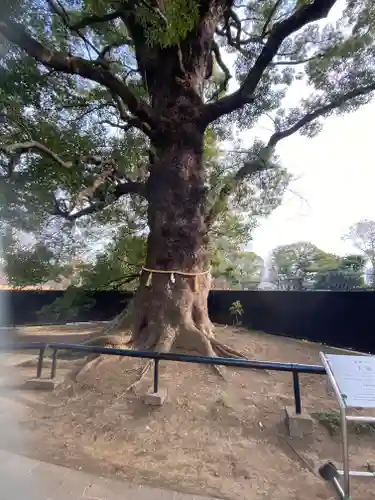 上野東照宮の自然