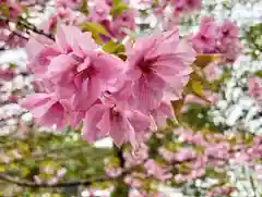 滑川神社 - 仕事と子どもの守り神の自然