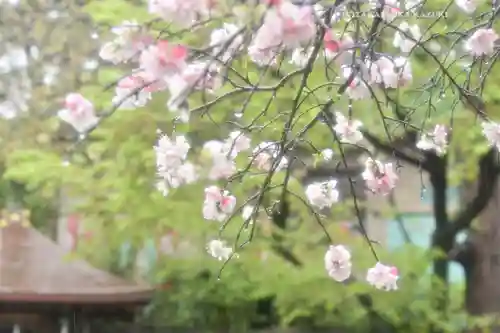 五條天神社の自然