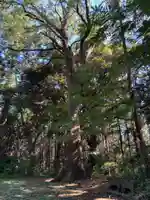 大宮神社(千葉県)