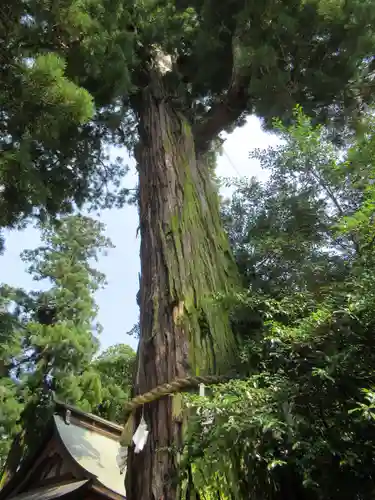香取神宮の自然
