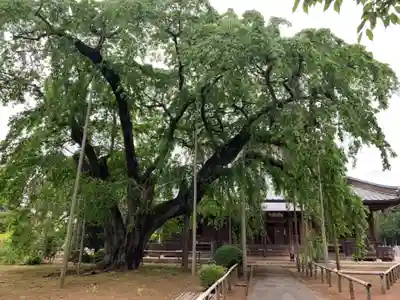 長光寺(千葉県)