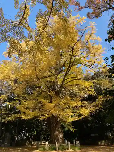 赤坂氷川神社の自然