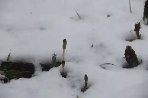 鹿島大神宮の自然