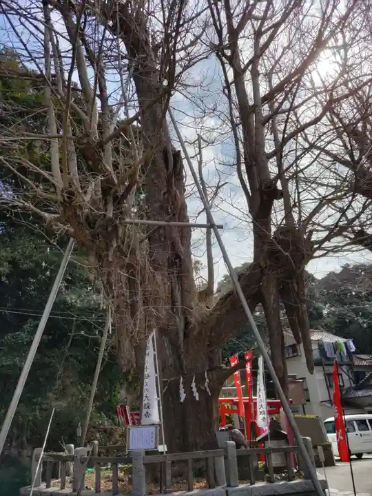 海南神社の自然