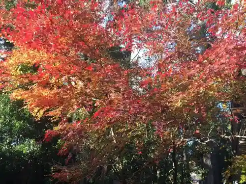 出石神社の自然