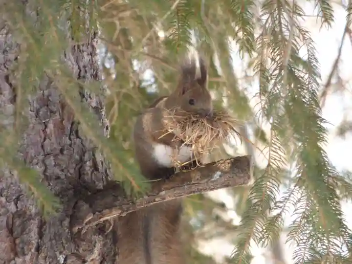 留辺蘂神社の動物