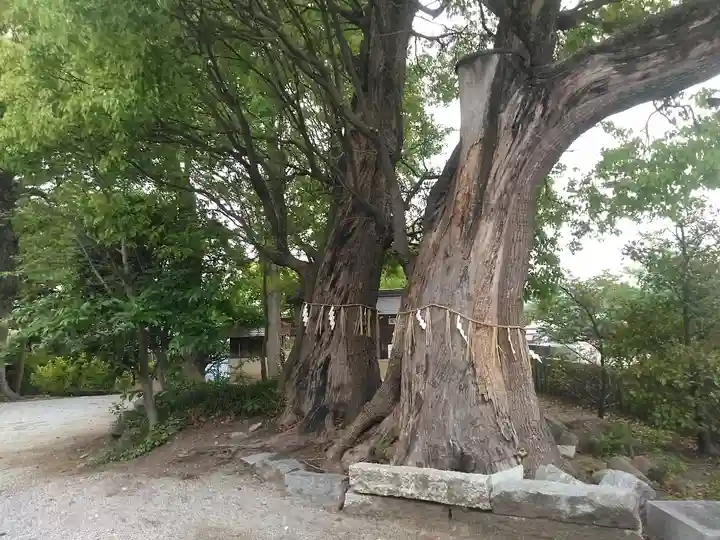 風治八幡宮の自然