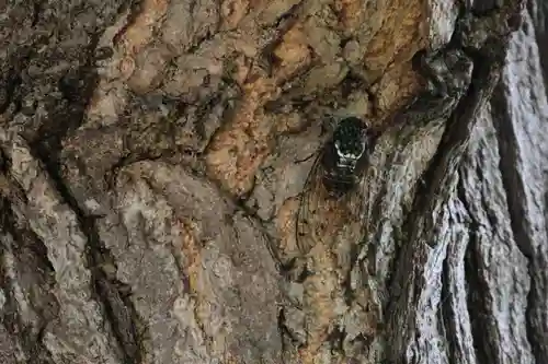 阿邪訶根神社の自然
