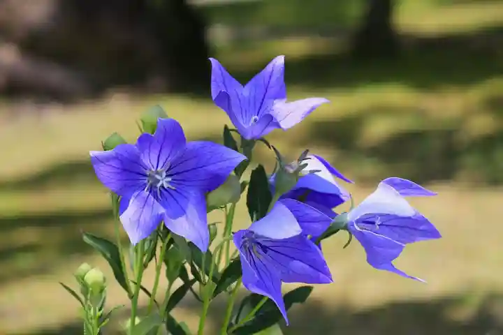 智積院(京都府)