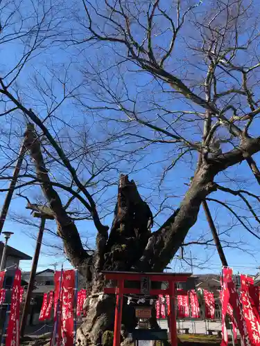 秩父今宮神社の自然