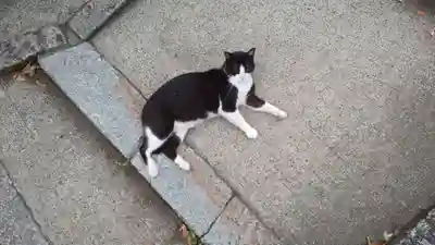 末廣神社の動物