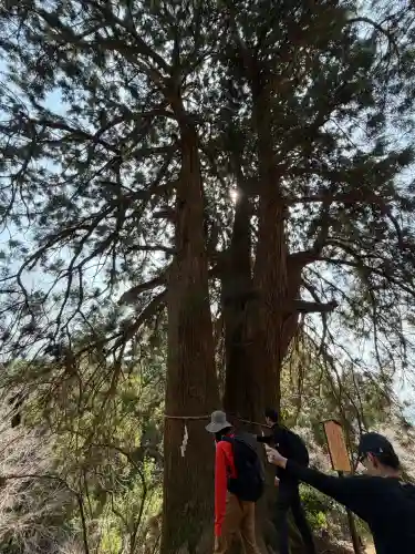 大山阿夫利神社本社の{uncategorized: "未分類", other: "その他", undefined: "問題あり", building: "その他建物", grave: "お墓", sacred_gate: "鳥居", guardian: "狛犬", statue: "像", buddha: "仏像", history: "歴史", nature: "自然", garden: "庭園", animal: "動物", pagoda: "塔", temizu: "手水舎", mountain_gate: "山門・神門", sanctuary: "本殿・本堂", subordinate: "末社・摂社", art: "芸術", scenery: "景色", jizo: "地蔵", ema: "絵馬", goshuin: "御朱印", omikuji: "おみくじ", items: "授与品その他", amulet: "お守り", goshuincho: "御朱印帳", eats: "食事", festival: "お祭り", votive_dance: "神楽", shichigosan: "七五三参", wedding: "結婚式", experience: "体験その他", initially: "初詣", around: "周辺", anti_infection: "感染症対策"}