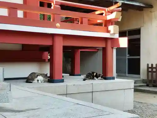 柏諏訪神社の動物