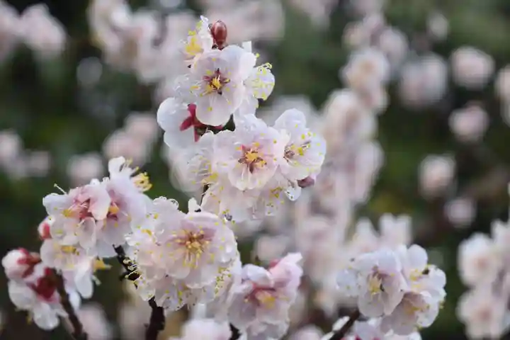 大洗磯前神社の自然