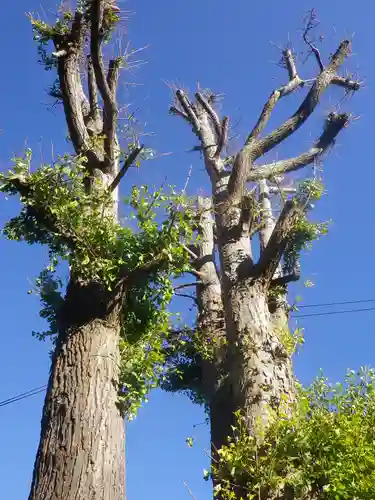 御霊神社の自然