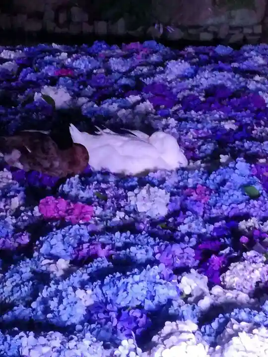 楽法寺(雨引観音)の庭園